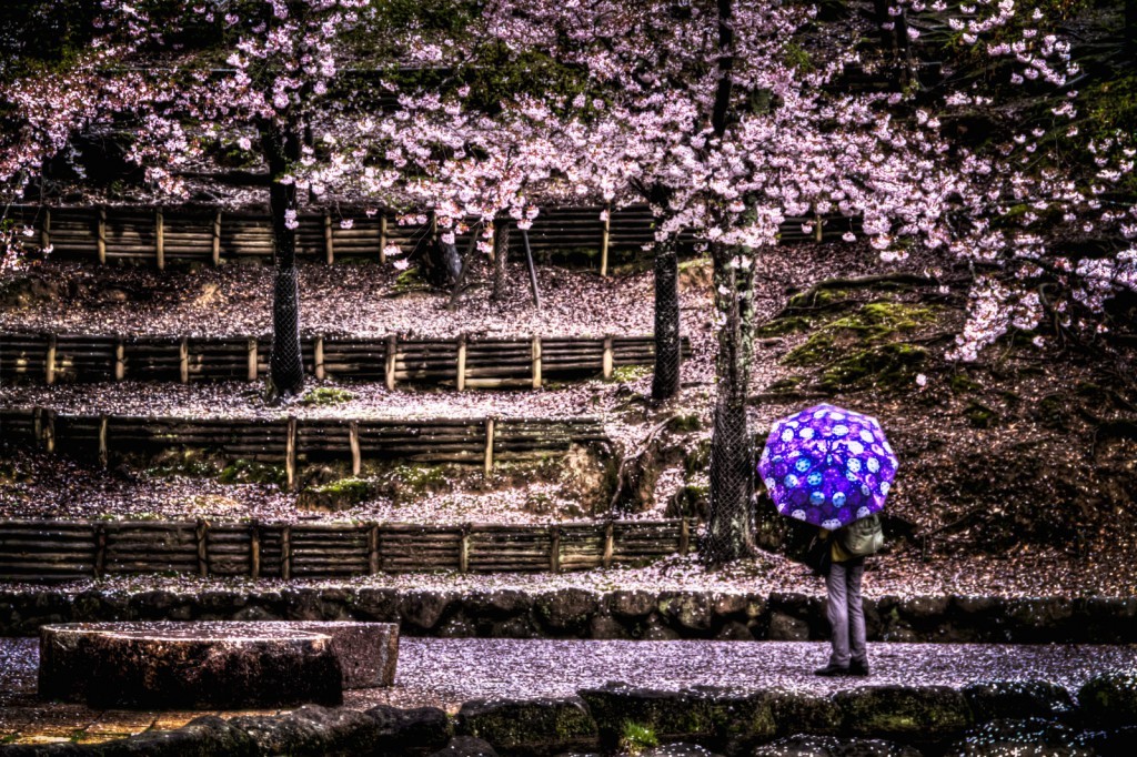 Image of a person holding a vibrant purple umbrella walks through a serene park filled with blooming cherry blossoms. the ground and trees are covered in a delicate blanket of pink petals, creating a picturesque scene. this enchanting setting captures the essence of springtime in japan, making