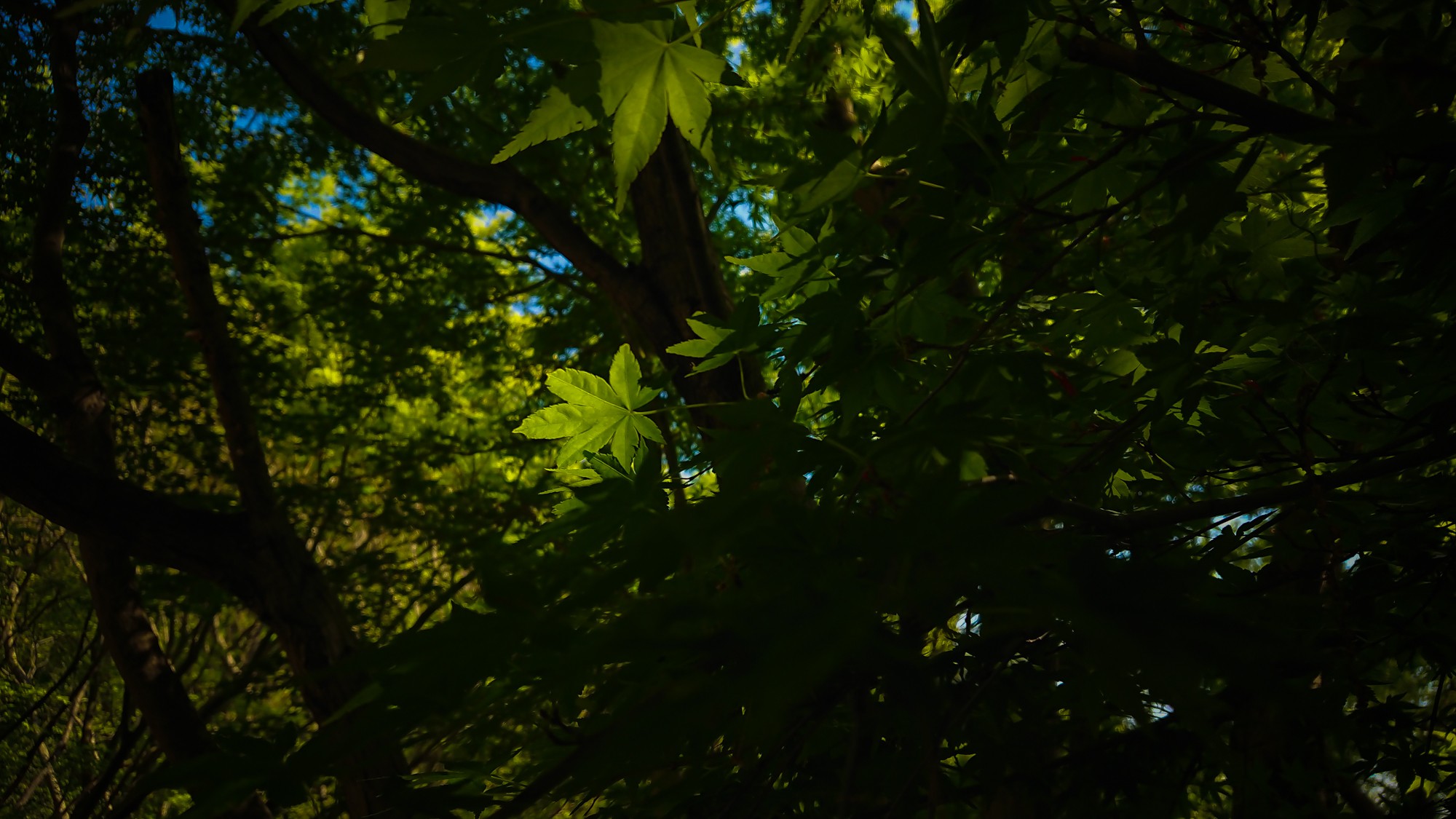 Image of a lush canopy of green leaves illuminated by the sunlight creates a serene natural scene. the vibrant foliage suggests a peaceful forest setting, perfect for nature lovers and outdoor enthusiasts. the interplay of light and shadow enhances the tranquil atmosphere, ideal for eco-tourism or
