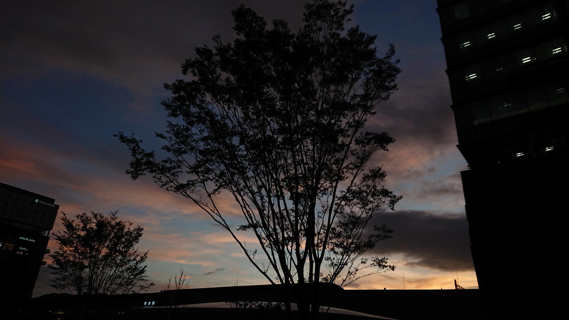 Image of silhouette of trees against a vibrant sunset sky in an urban setting, highlighting contrast between nature and skyscrapers. the scene captures the serene beauty of twilight with hues of orange and pink clouds, perfect for cityscape photography enthusiasts. ideal for searches on sunset