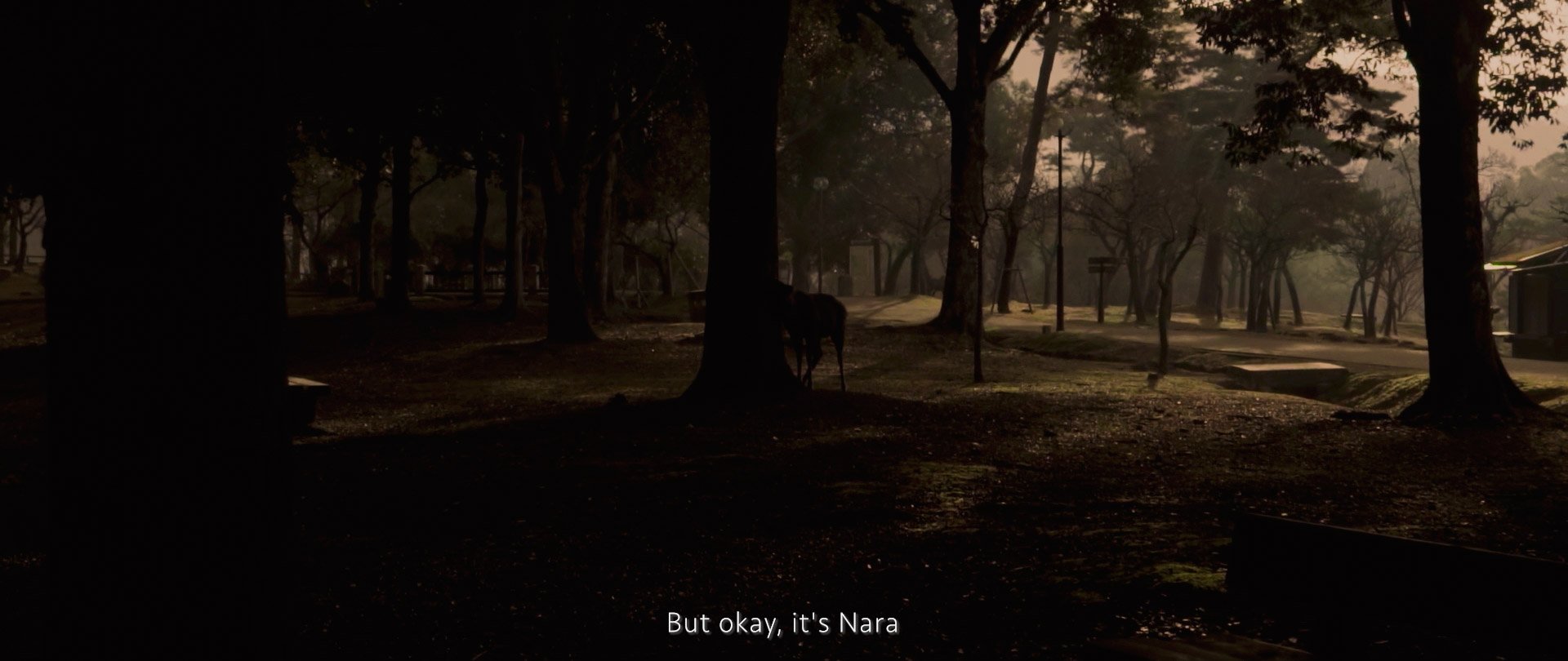 Image of a serene scene in nara park, japan, captures the tranquility of a dimly lit forest, featuring tall trees and natural light filtering through the branches. the park is renowned for its freely roaming deer, adding a touch of natural wonder to this picturesque