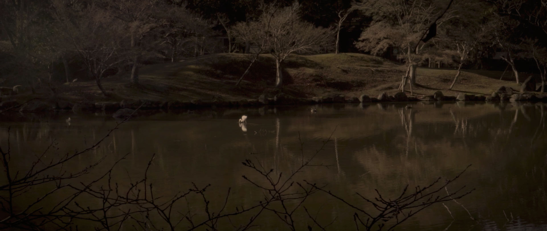 Image of serene landscape of a tranquil pond surrounded by trees with a solitary white bird in the water. the calm, natural setting evokes a sense of peacefulness, ideal for nature enthusiasts and outdoor photography. reflective water and soft lighting enhance the tranquil atmosphere.