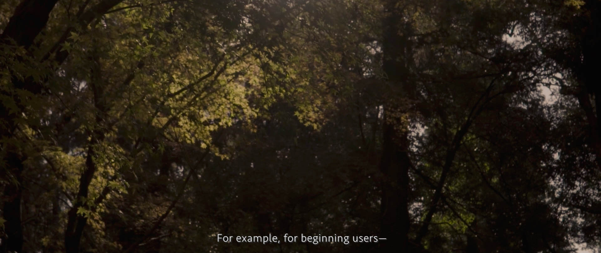Image of tranquil forest scene with sunlight filtering through lush green leaves, highlighting the serene beauty of nature. ideal for beginners exploring peaceful woods and nature photography.
