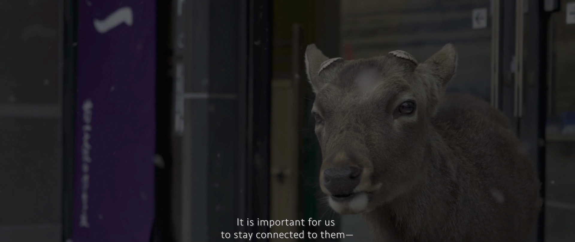 Image of this image features a deer standing near an open doorway, with a subtitle reading, "it is important for us to stay connected to them." the scene suggests a close interaction between wildlife and human environments, possibly in an urban or park setting. the focus