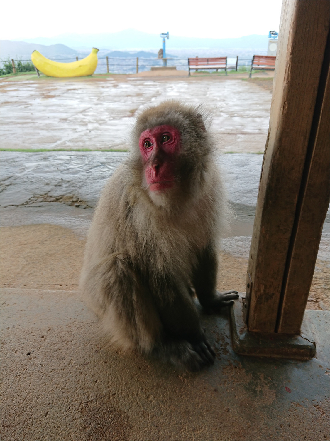Image of the image features a japanese macaque, or snow monkey, sitting by a wooden post with a scenic view in the background. the monkey's fur is fluffy, and its face has a distinctive reddish hue. in the distance, there is a whimsical oversized