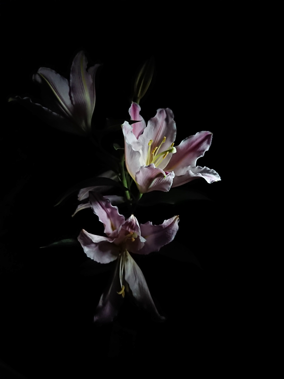 Image of this striking image captures elegant pink lilies beautifully spotlighted against a deep black background, highlighting their delicate petals and intricate details. perfect for floral enthusiasts, this photo emphasizes the serene beauty and graceful appeal of lilies in a dramatic setting. ideal for keywords: pink